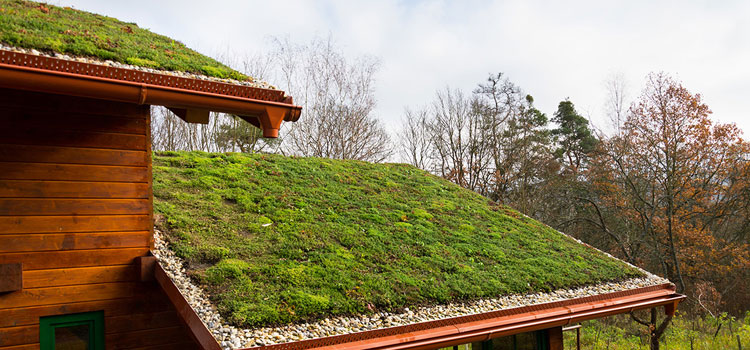 Irvine Residential Green Roof